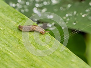 Gastropod clam on a green leaf in a summer garden