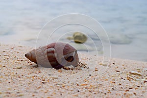 A Gastropod coming out of a Sea Shell at a Beach - Caenogastropoda