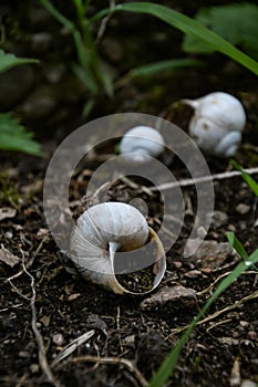 Gastropod, empty snail shells in the forest