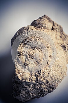 Gastropod fossil detail