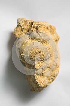 Gastropod fossil detail