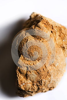 Gastropod fossil detail