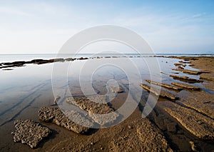 Gastropod Fossil Shell Beach, 75 millions years old