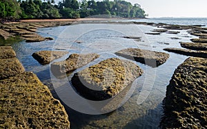 Gastropod Fossil Shell Beach