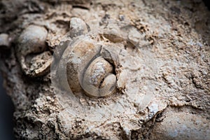 Gastropod fossil trapped in sandstone