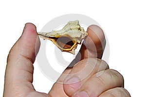Gastropod mollusc snail seashell held between left hand index finger and thumb on white background