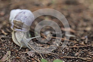 gastropod molluscs. Snails are found all over the world