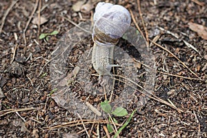 Gastropod molluscs. Snails are found all over the world