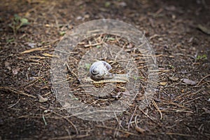 Gastropod molluscs. Snails are found all over the world