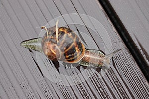 A gastropod mollusk or commonly known as a land snail