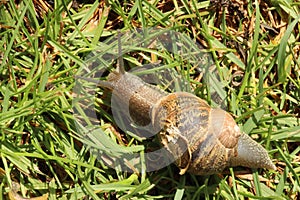 A gastropod mollusk or commonly known as a land snail
