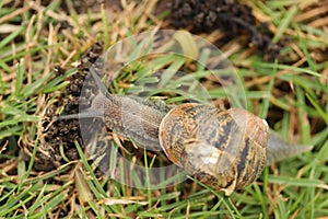 A gastropod mollusk or commonly known as a land snail