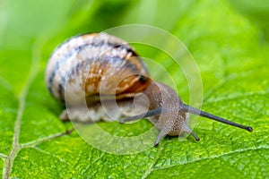 A gastropod mollusk snail with horns