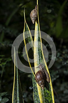 Gastropod on plant