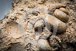 Gastropod and sea shell fossils trapped in sandstone