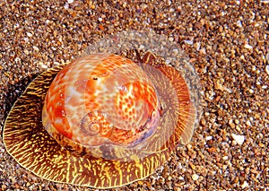 gastropod sea snail photo