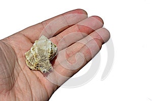 Gastropod seashell held on palm of adult man, white background