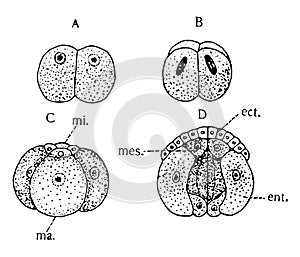 Gastropod Segmentation, vintage illustration