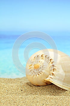Gastropod shell photo