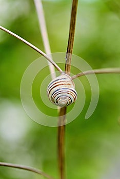 Gastropod shell