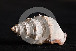 Gastropod shell on black background photo