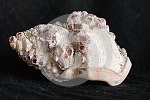 Gastropod shell covered by barnacles