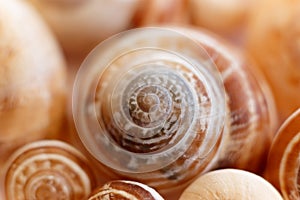 Spiral snail shells. Gastropod shells. Macro, closeup.