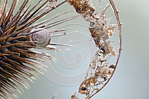 Gastropod shell in a teasel an dry leaf