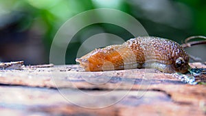 The gastropod slug moves along a horizontal surface