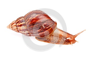 Gastropod snail in isolated on white