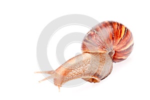 Gastropod snail in isolated on white