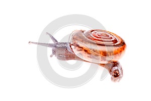 Gastropod snail in isolated on white