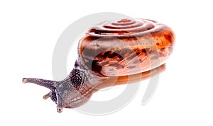 Gastropod snail in isolated on white