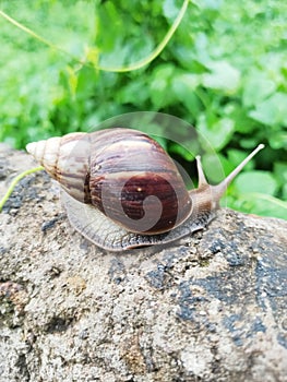 The gastropod is walking slowly