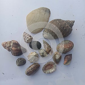gastropoda filum molusca to timor sea