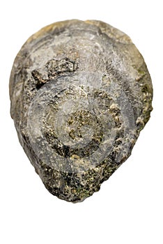 Gastropoda fossils, jurassic animals