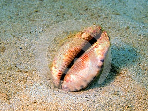 Gastropoda mollusc