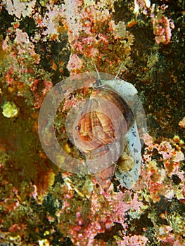 Gastropoda mollusc