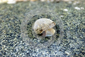 Gastropoda, Mollusca