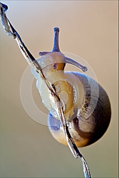 Gastropoda phyla minori on a brown branch