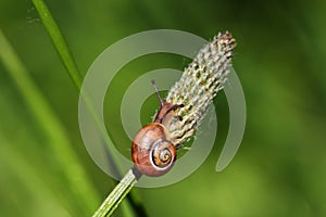 Gastropoda snail on the meadow wildplant