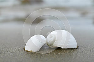 Gastropoda, is a taxonomic family of small- to medium-sized saltwater and freshwater snails. Taxonomic class - Gastropoda or gastr