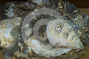 Gastropods and bivalves. Shells in carbonate rock. Selective focus. Close-up, background and texture