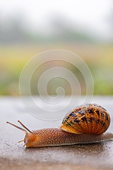 Gastropods with an external spotted brown black shell. snail crawls along a rough surface