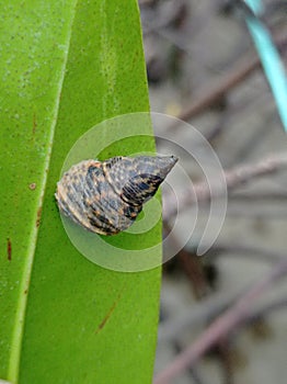 Gastropods On Leaf in The Mangroves Enviroment