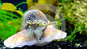 Gastropods mollusc netted dog whelk Tritia reticulata, close up. Black Sea