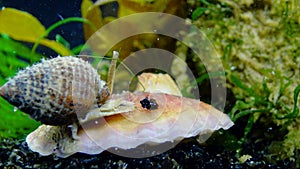 Gastropods mollusc netted dog whelk Tritia reticulata, close up. Black Sea