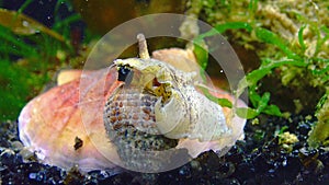 Gastropods mollusc netted dog whelk Tritia reticulata, close up. Black Sea