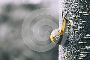 Gastropods are more commonly known as snails
