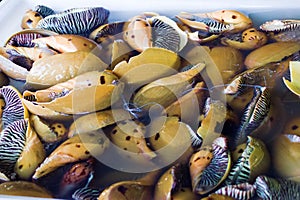Gastropods for sale